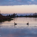 Swans on Lake Waikare