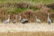28th Oct 2021 - Sandhill Cranes
