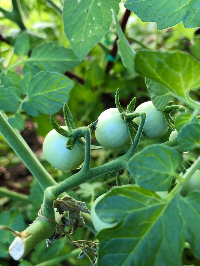 Tomatoes  by loweygrace