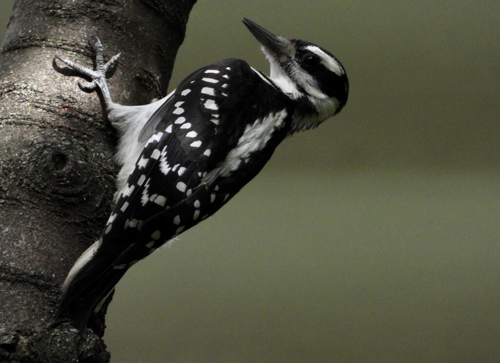 Hairy Woodpecker by amyk