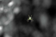 26th Jun 2022 - Orchard Orb Weaver Spider