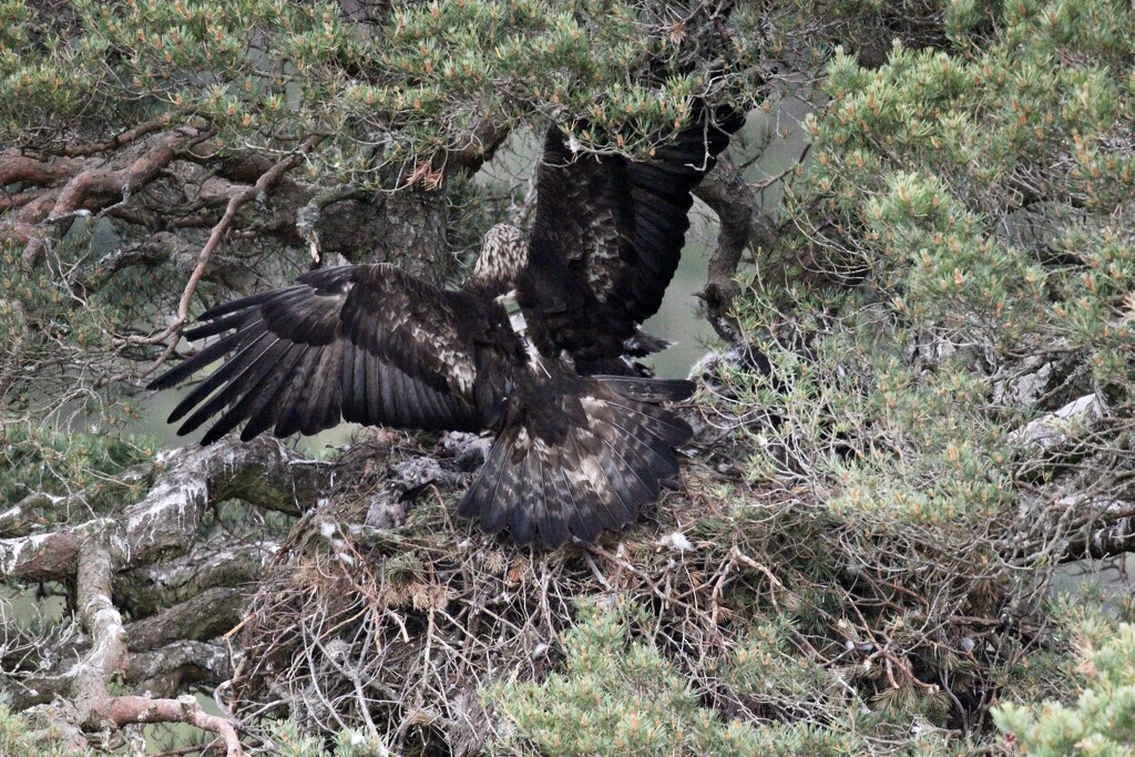 Golden Eagle Nest at Glen Tanar (3) by jamibann