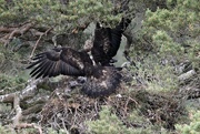 27th Jun 2022 - Golden Eagle Nest at Glen Tanar (3)