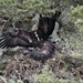 Golden Eagle Nest at Glen Tanar (3)