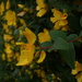 a hedge of hypericum hidcote hedging