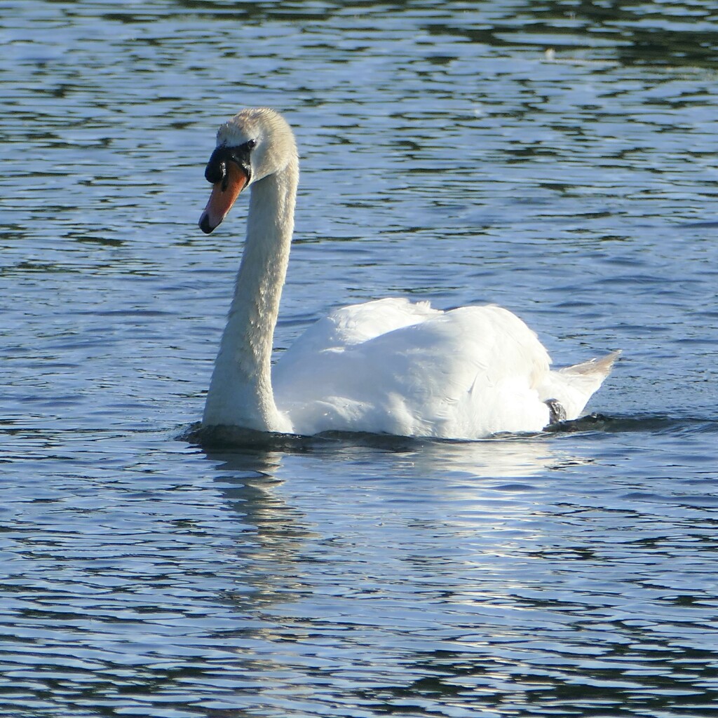 swan lake by cam365pix