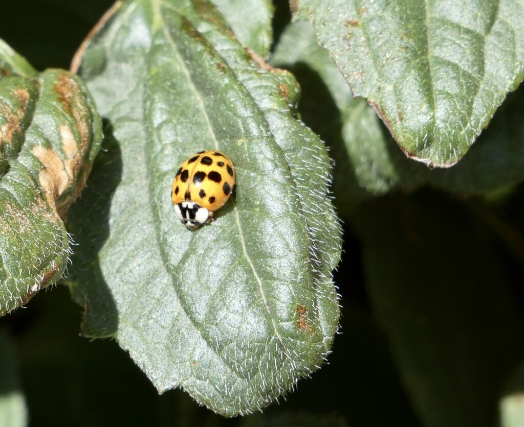 Harlequin Ladybird by orchid99
