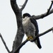 Peregrine Falcon by sunnygreenwood