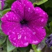 Petunia in the rain by hoopydoo