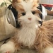 Music cat