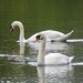 Swans by susiemc