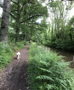27th Jun 2022 - Tilly on the Towpath