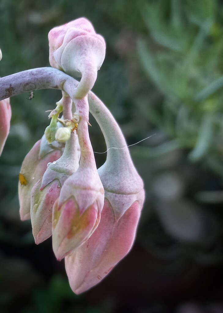 Succulent Buds  by salza