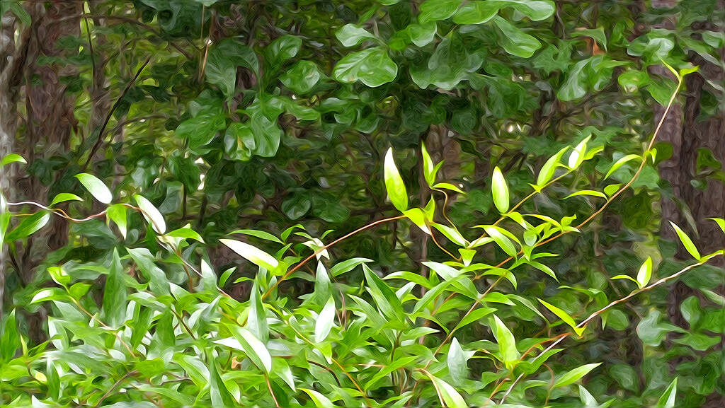 Wild jasmine vines and oak leaves... by marlboromaam