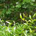 Wild jasmine vines and oak leaves...