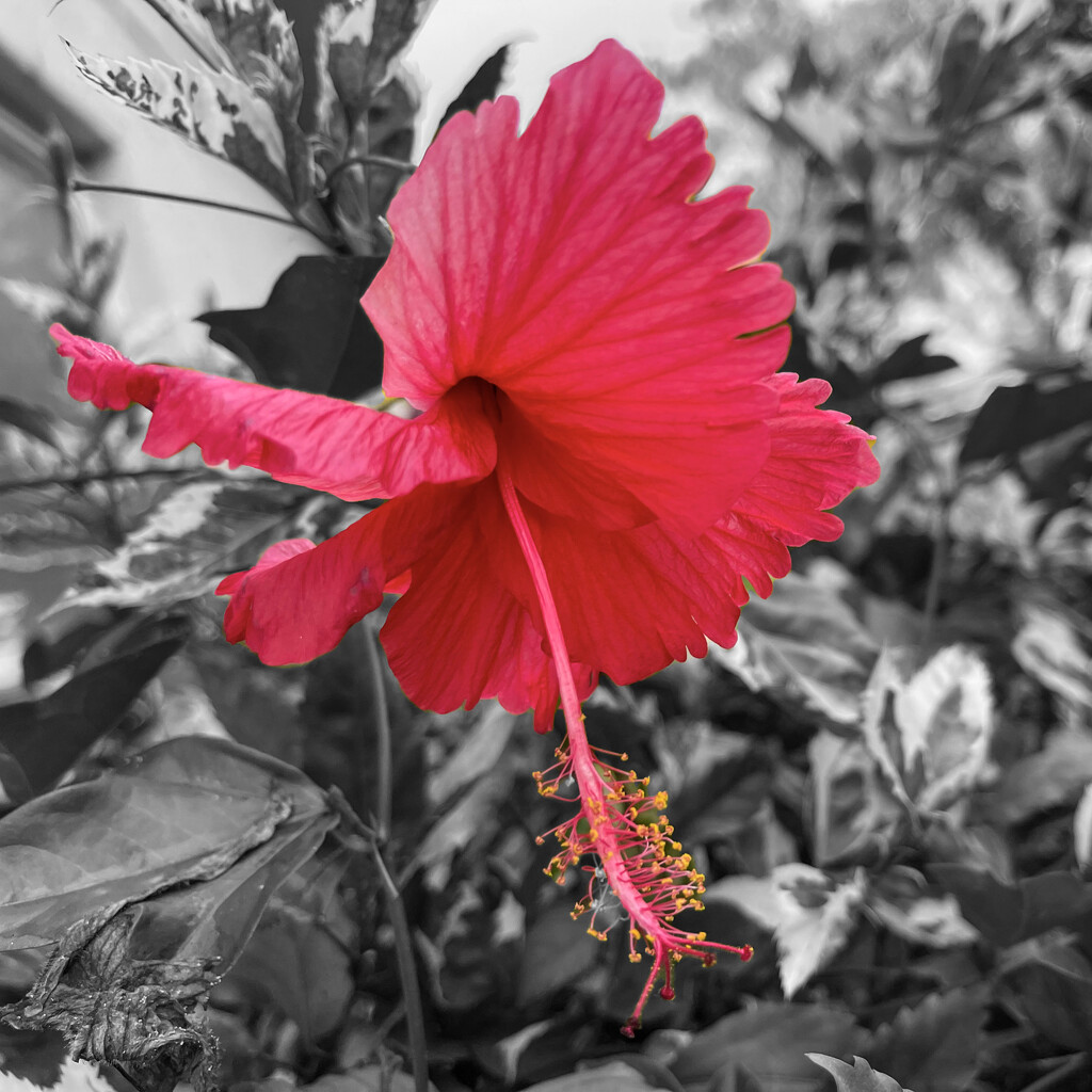 Hibiscus by k9photo