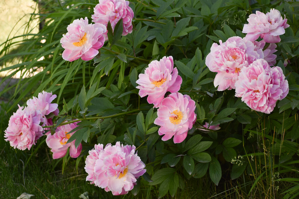 Explosion Of Peonies by bjywamer