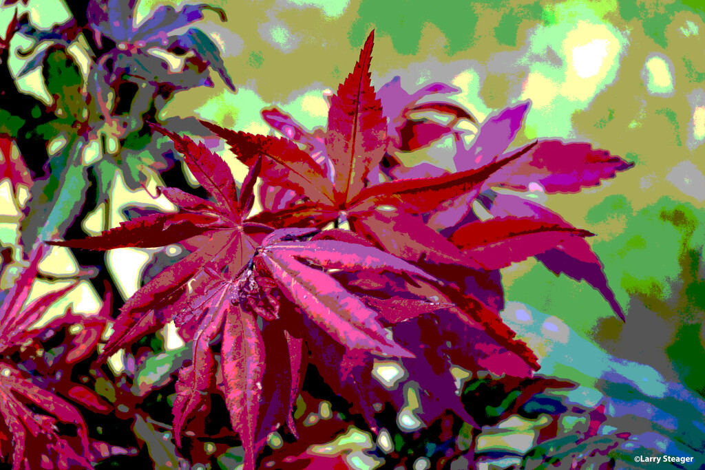 Japanese Maple art filter by larrysphotos