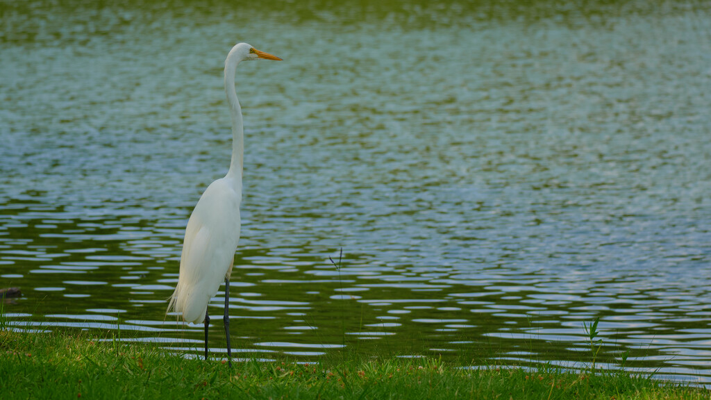 177-365 Egret by slaabs