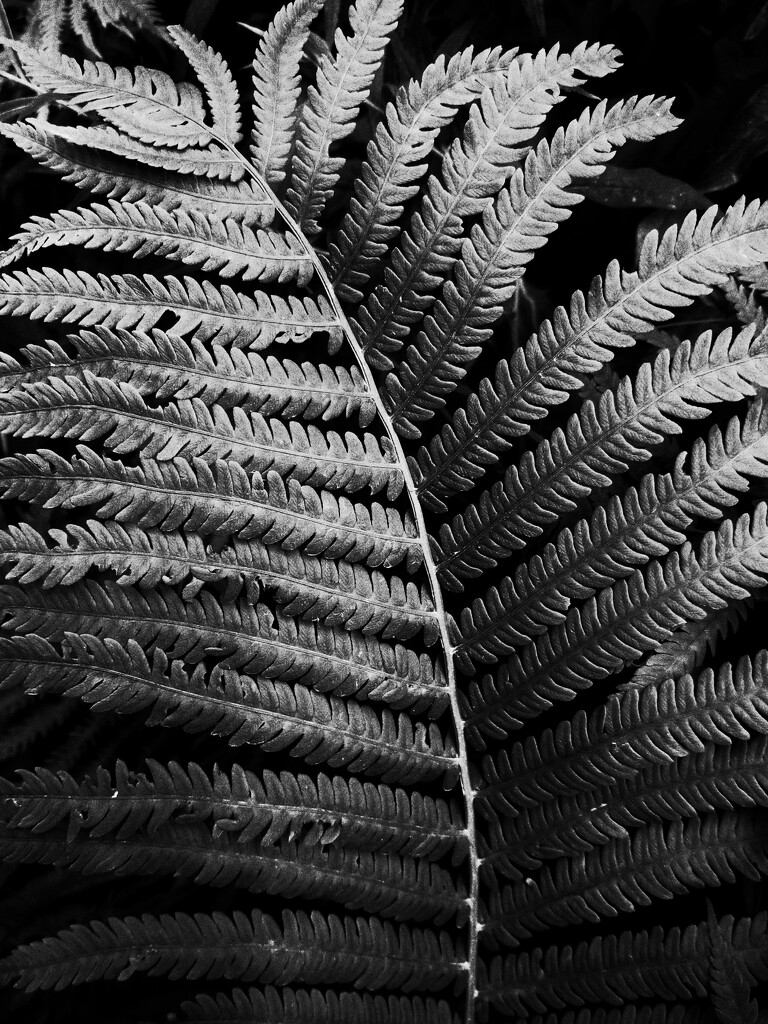 Black & White Foliage 2 by ljmanning