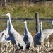 Sandhill Cranes by sunnygreenwood