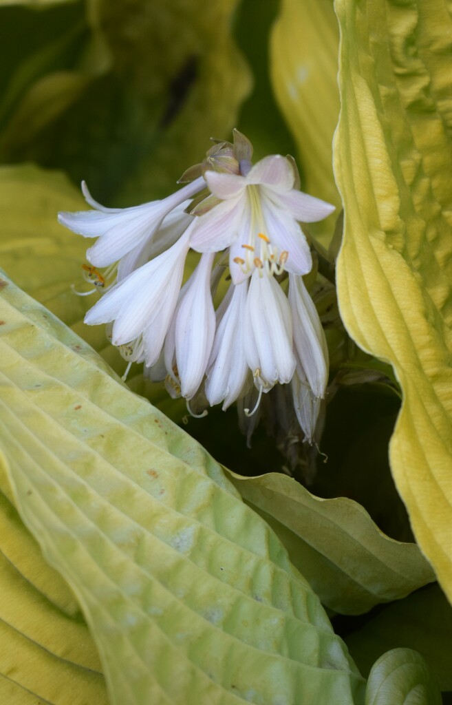 Blooming Hosta by sandlily