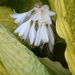 Blooming Hosta