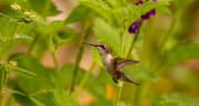 27th Jun 2022 - Hummingbird Just Happened To Drop By!
