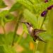 Hummingbird Just Happened To Drop By!
