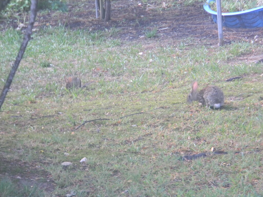 Two Rabbits in Backyard by sfeldphotos