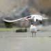 Caspian Terns by nicoleweg