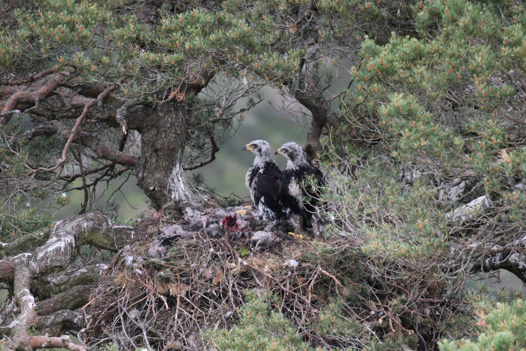 Golden Eagle Nest at Glen Tanar (4) by jamibann