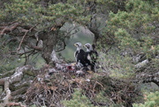 28th Jun 2022 - Golden Eagle Nest at Glen Tanar (4)