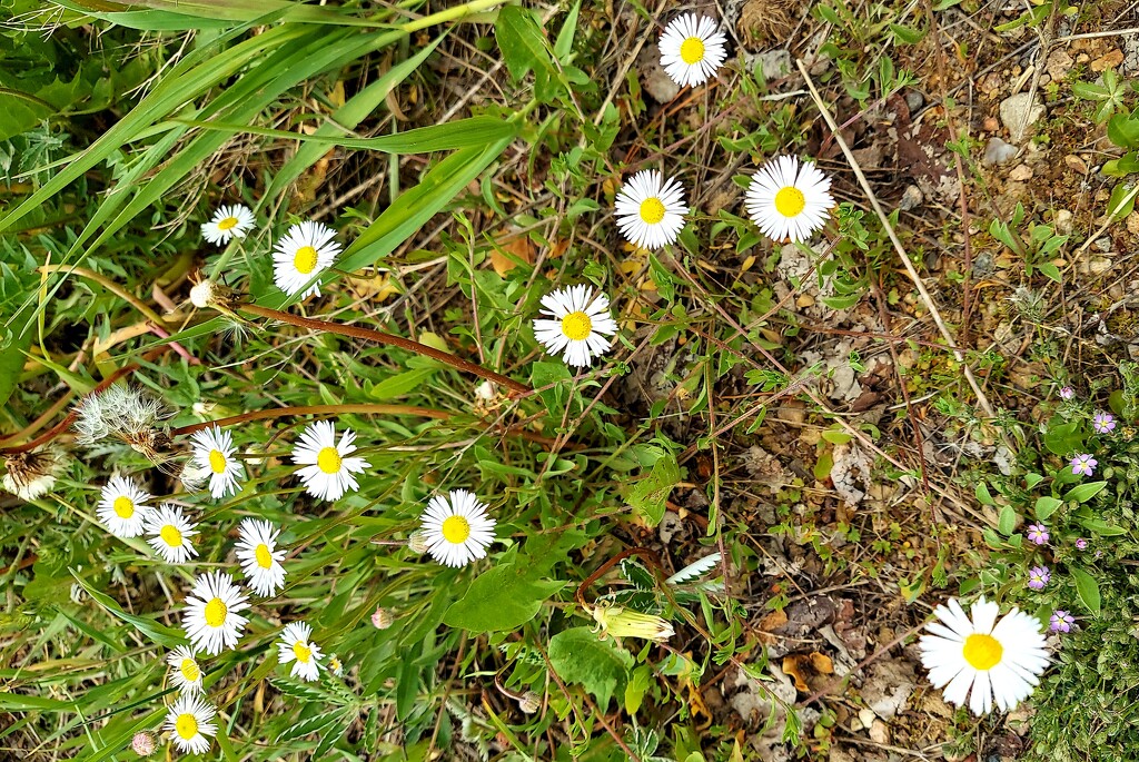 Wildflowers by harbie