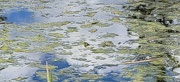 12th Jun 2022 - Turtle Pond