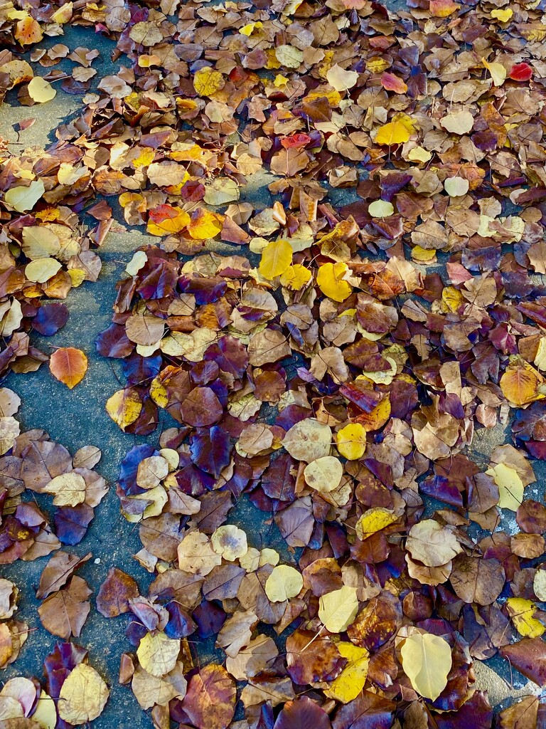 Leaf Confetti by mazoo