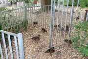 28th Jun 2022 - More Duckling Pictures