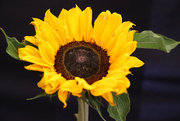28th Jun 2022 - Sunflower