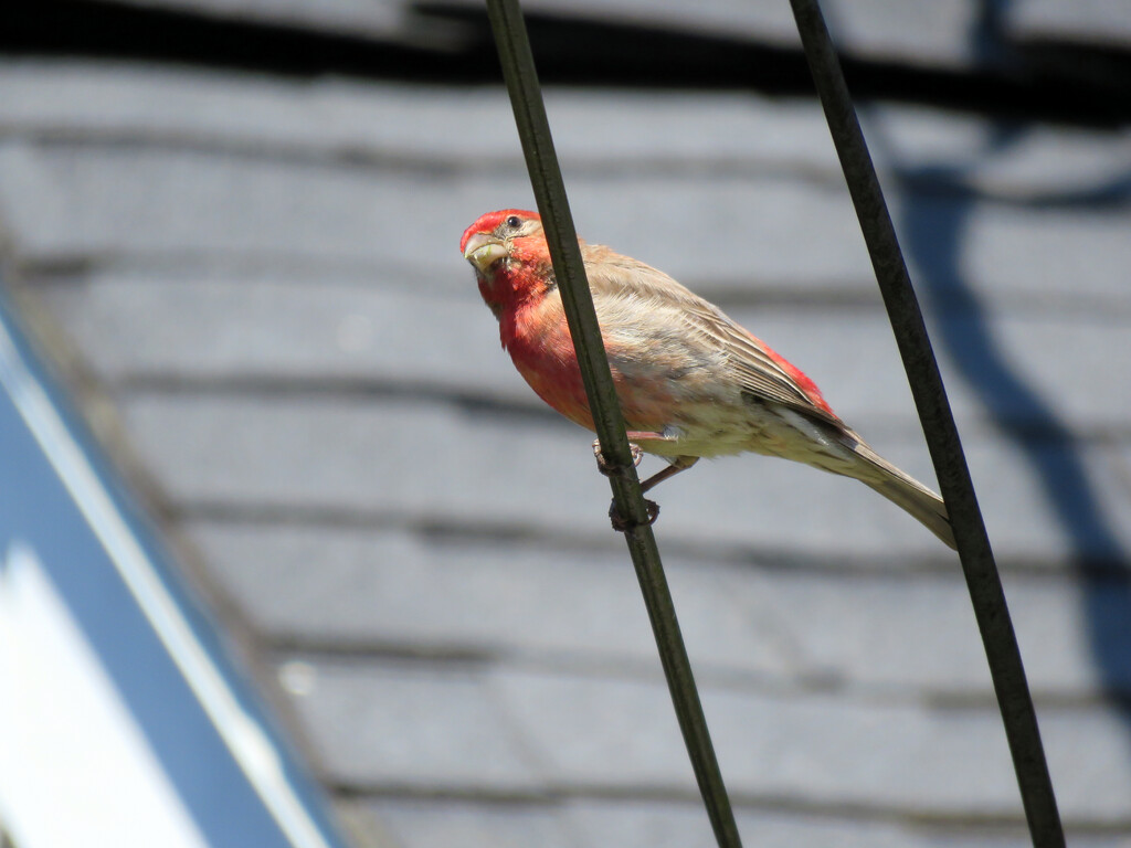 Male House Finch by seattlite