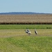 More Sandhill Cranes by sunnygreenwood