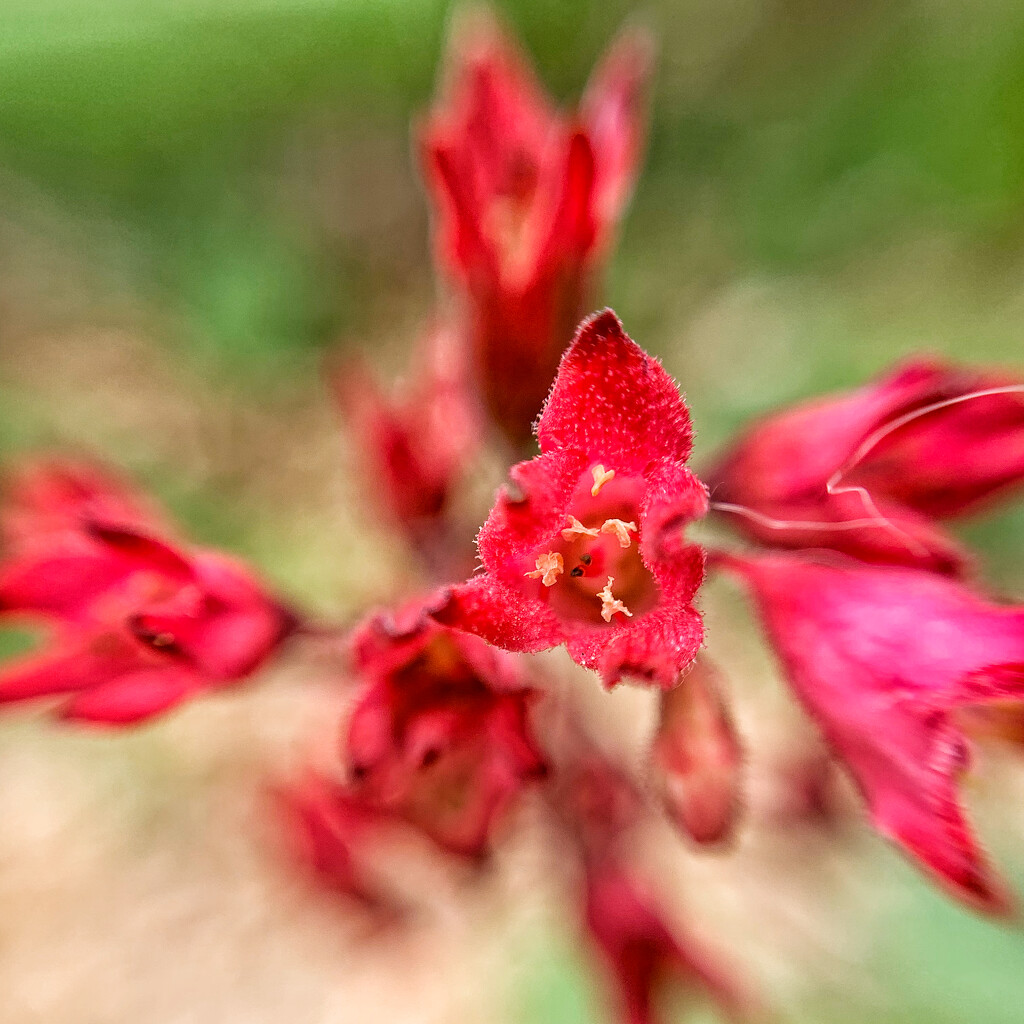 Red macro.  by cocobella