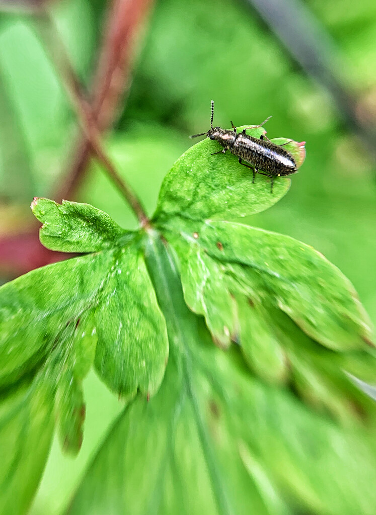 Bug on a plant.  by cocobella