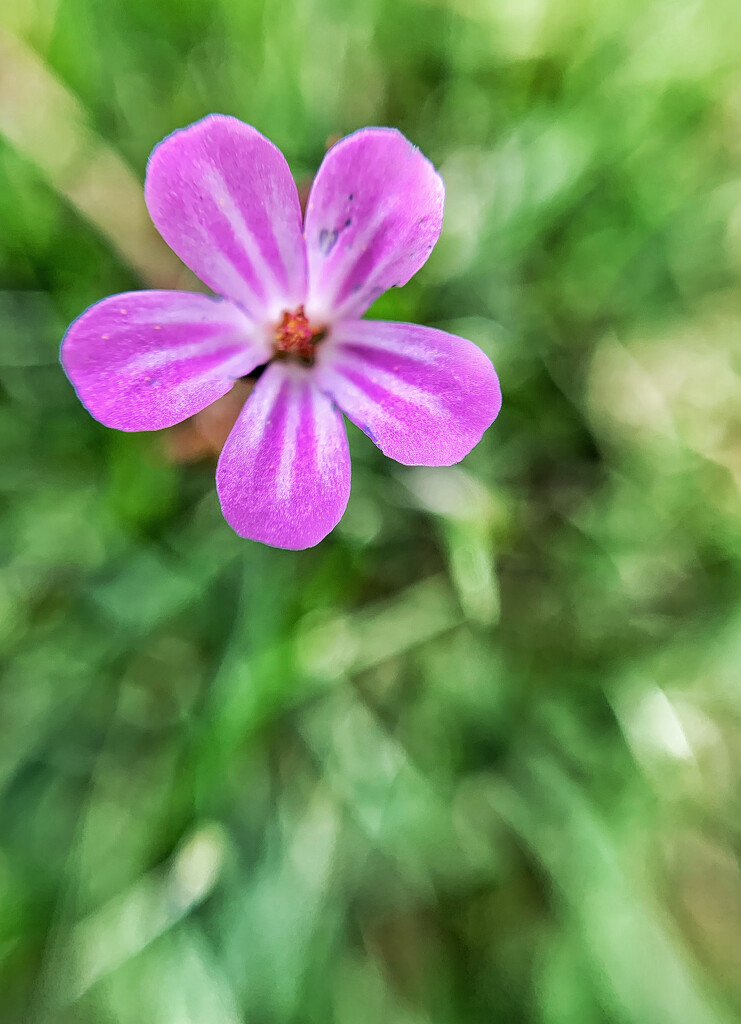 Macro flower.  by cocobella