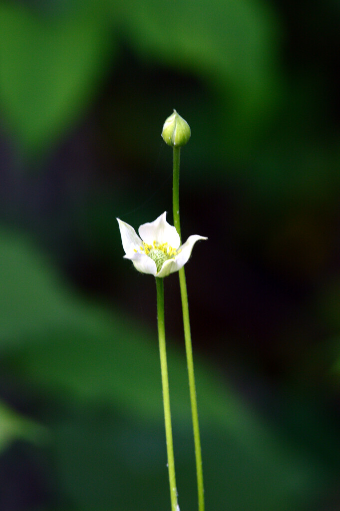 flower by francoise