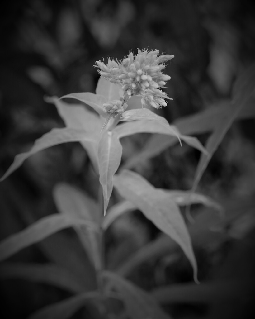 June 17: Garden Phlox by daisymiller