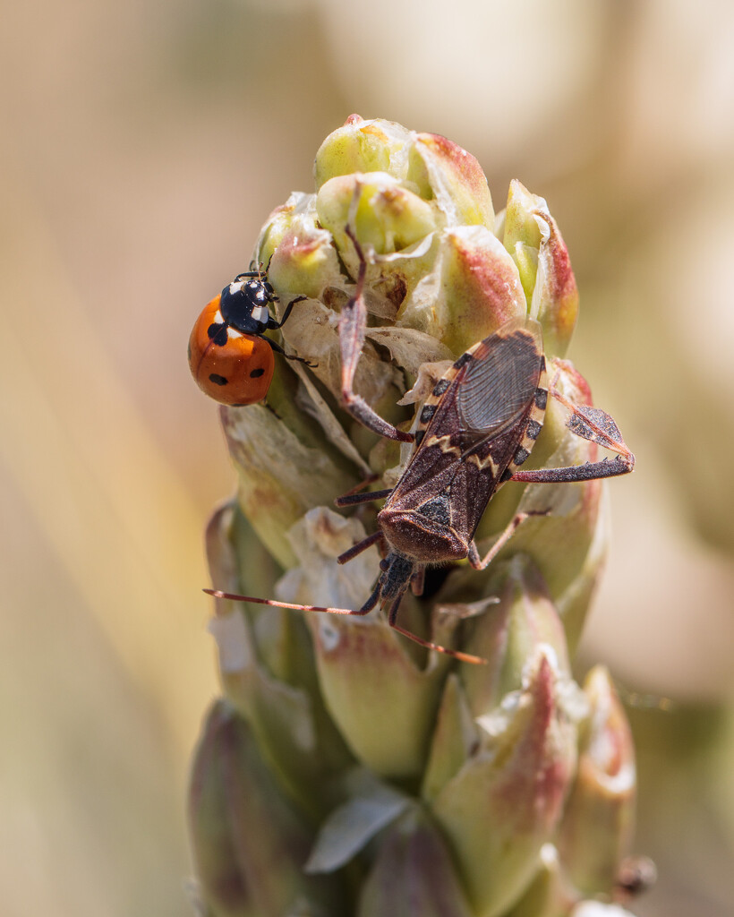 yucca bugs by aecasey
