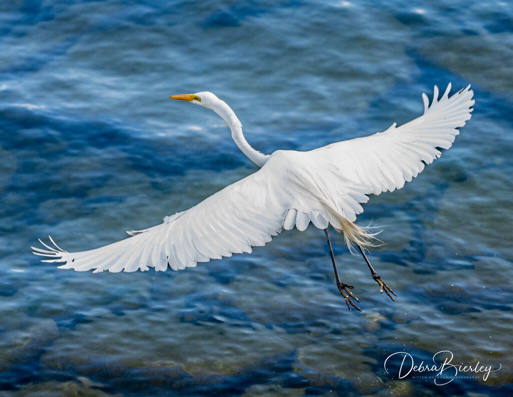 Egret Flyaway #5 by dridsdale