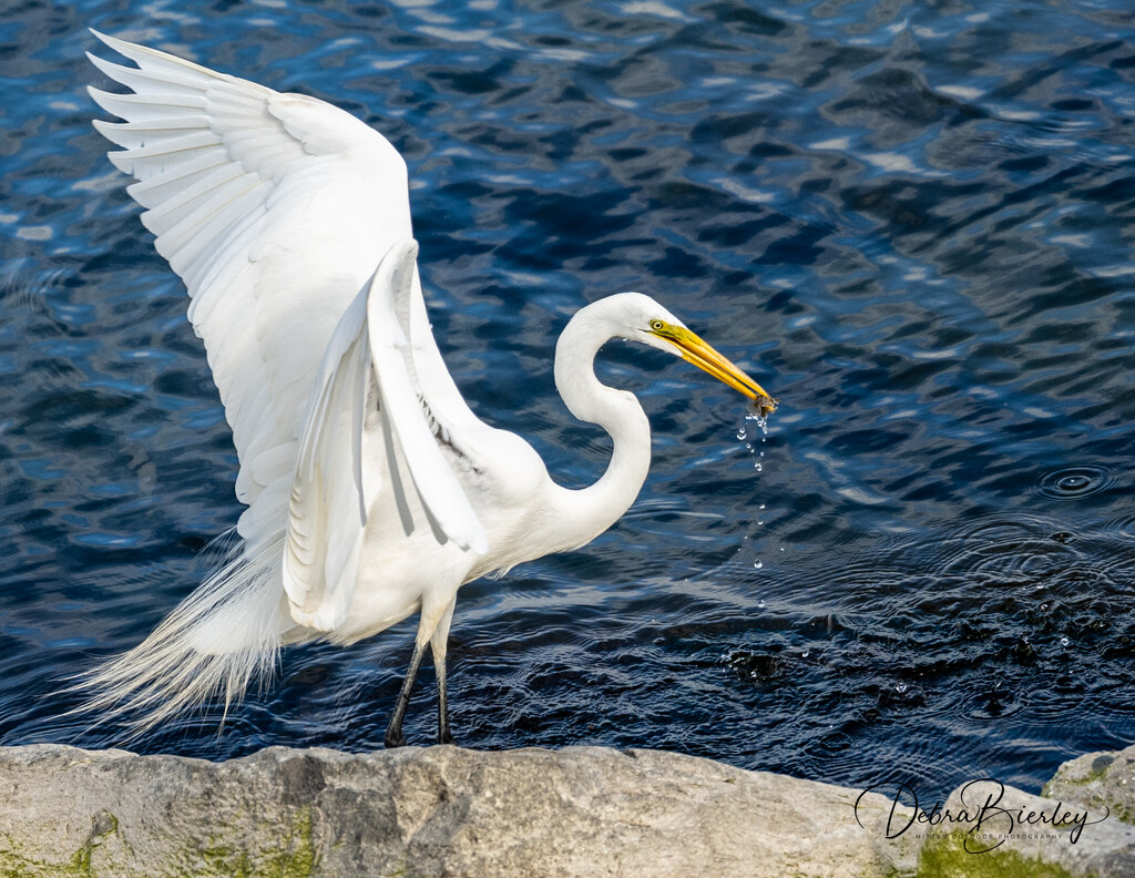 Egret with tiny appetizer #4 by dridsdale