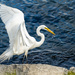 Egret with tiny appetizer #4 by dridsdale