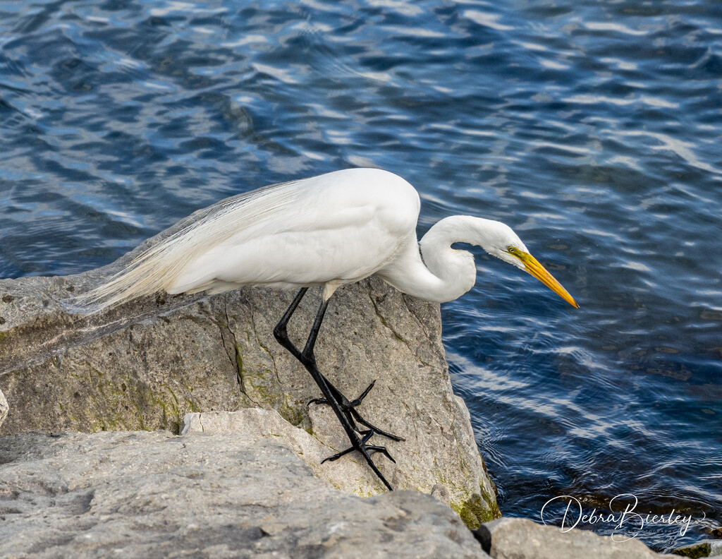 Egret in search of dinner #2 by dridsdale